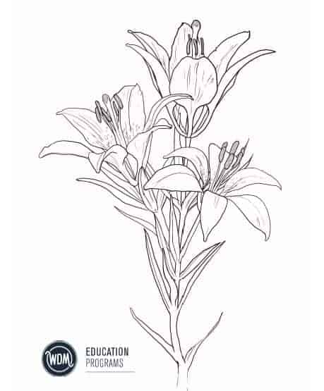Western Red Lily Colouring Book