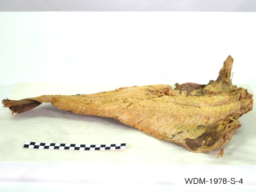 A preserved filet of salted cod lies on a photography table.