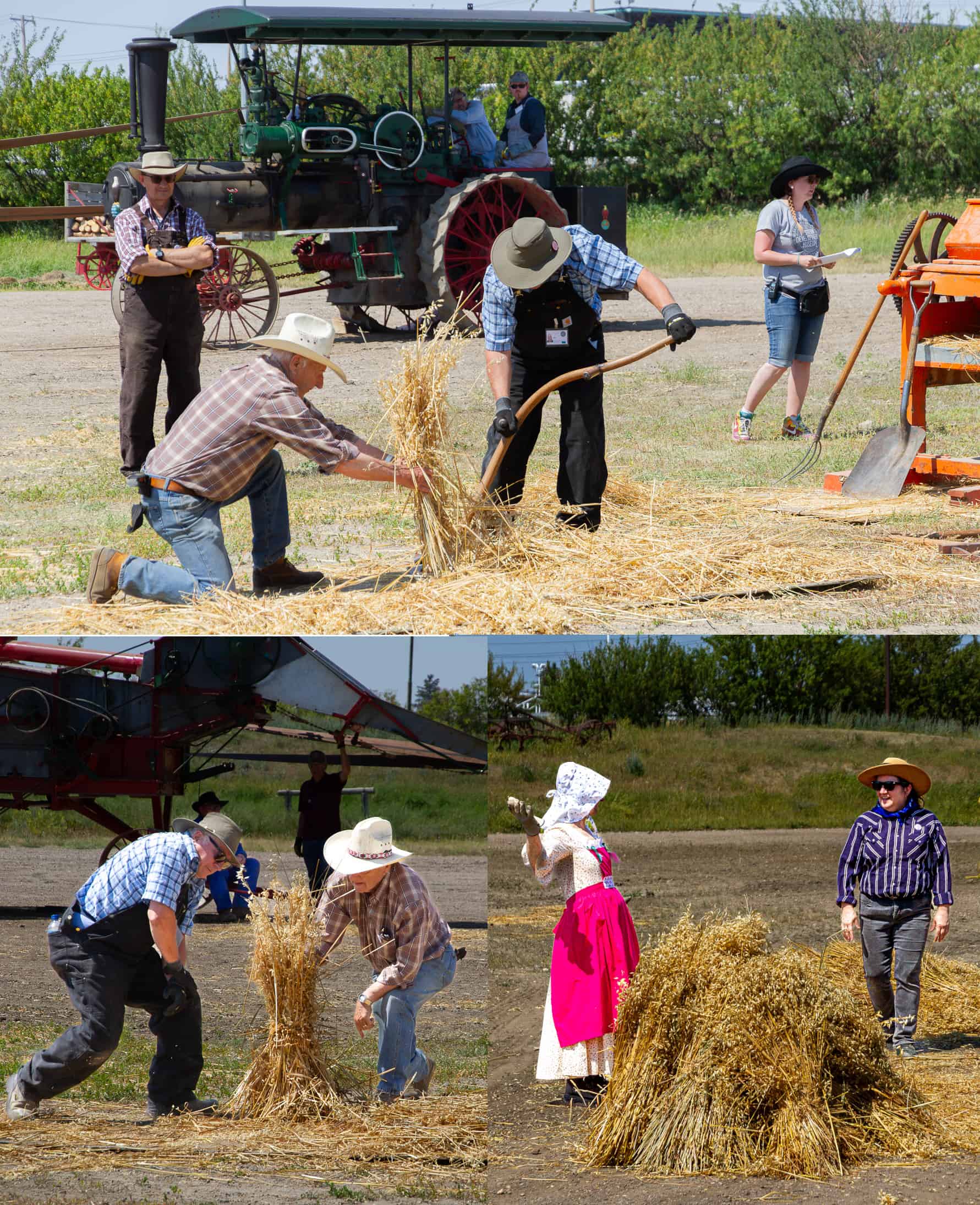 Three photos. The first shows the first step in stooking, which is gathering grain stalks into small sheaves. The second shows stacking sheaves carefully into the start of a stook. The third photo shows a completed stook.