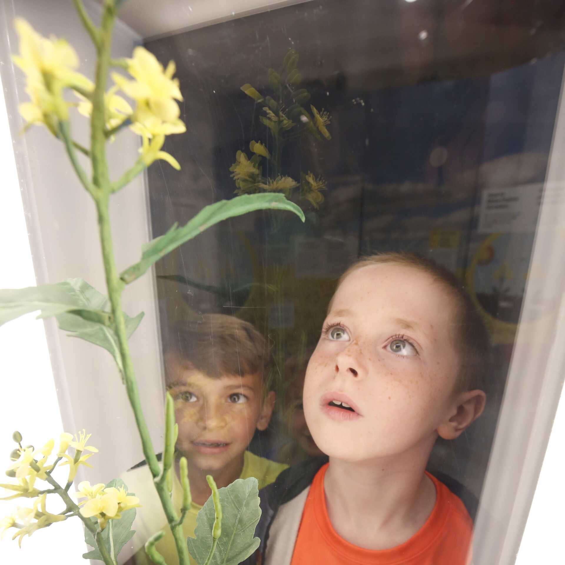 Two boys look at a stalk of canola.